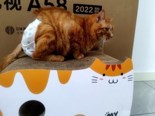 物业悉心照料瘫痪猫咪7天咸阳这位业主被感动了