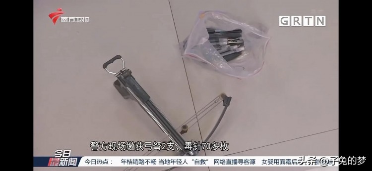 广东揭阳小狗被弓箭射穿人大代表呼吁宠物保护立法