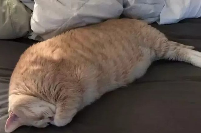 猫妈生了一窝只小奶猫它每次喂奶时总是一副生无可恋的样子