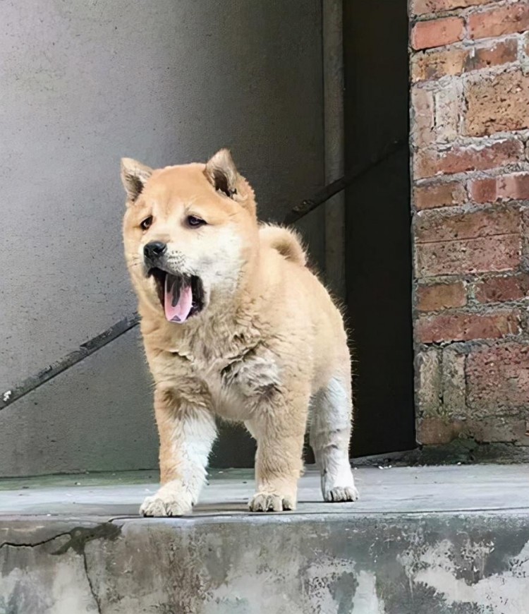 宠物狗拆家？养一只中华田园犬吧，它可是看家护院的小能手